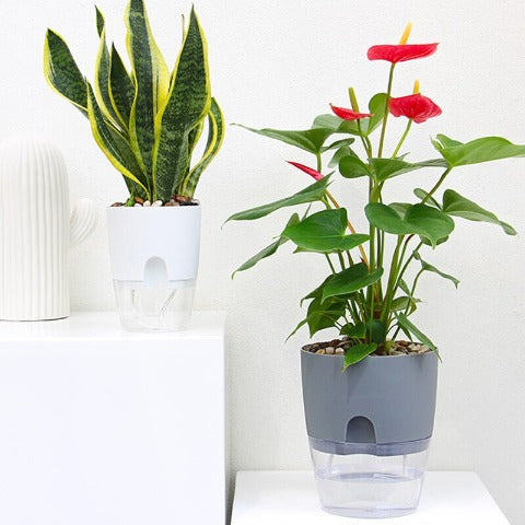 TClear-Pot de fleur hydroponique à absorption d'eau automatique